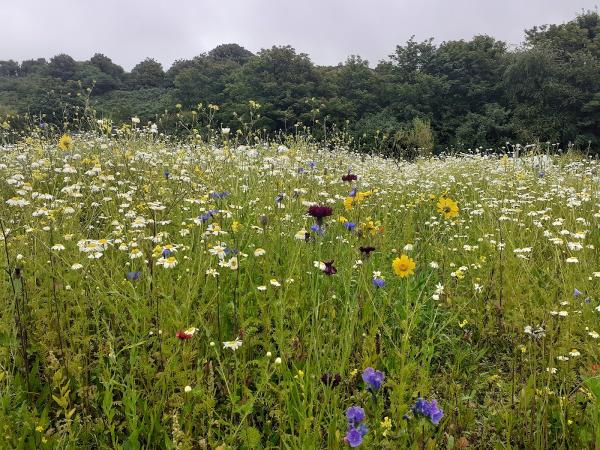 Green Earth Gardens and Ecology