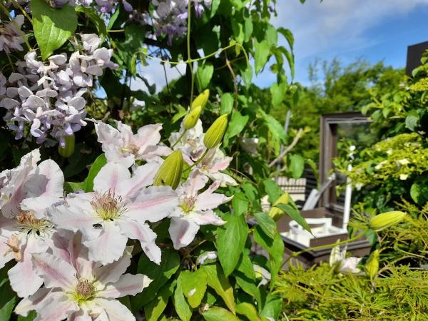 Daveside Gardening