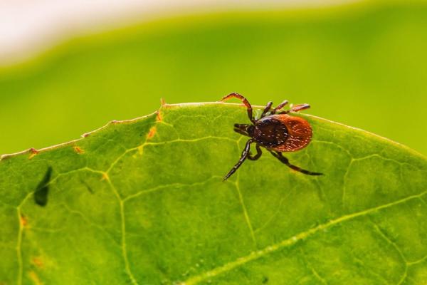 Three Counties Pest Control Ltd.