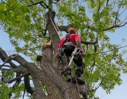 ADL Romford Tree Surgeon