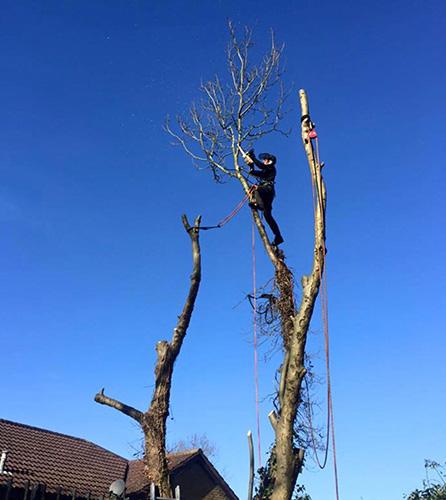 ADL Romford Tree Surgeon