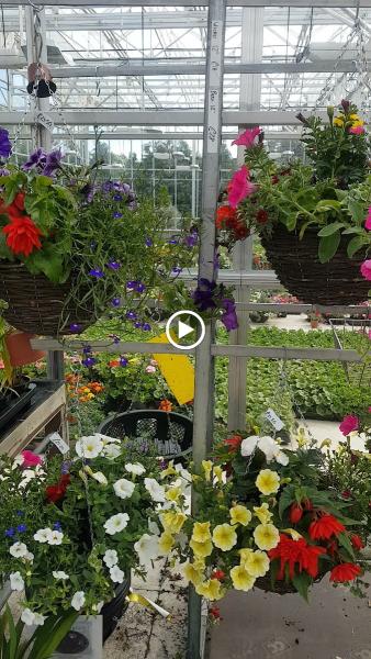 Stoneybrook Nursery Trees