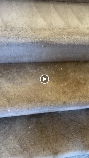 SG Carpet Cleaning Specialist