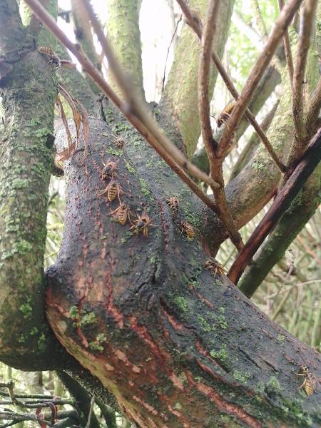 TJB Pest Control Ltd