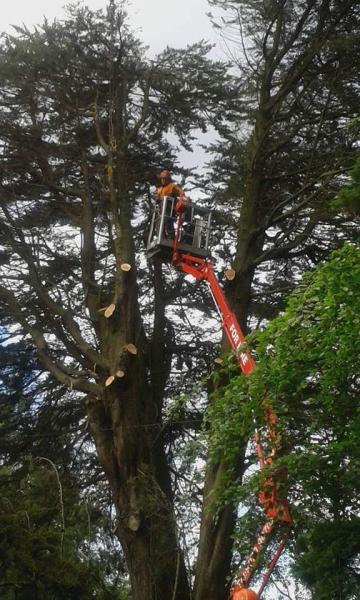 Broadleaf Tree Services Ltd.