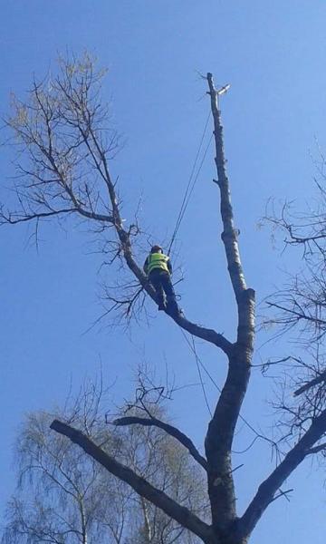 Broadleaf Tree Services Ltd.