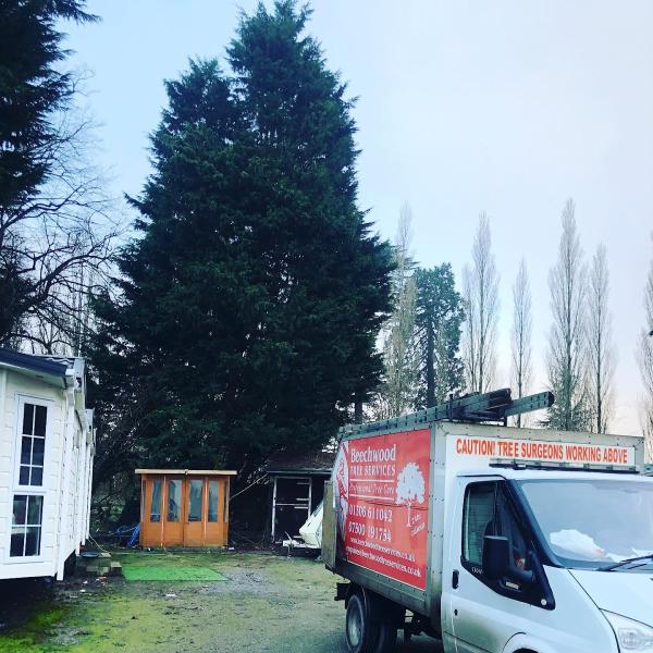 Beechwood Tree Services