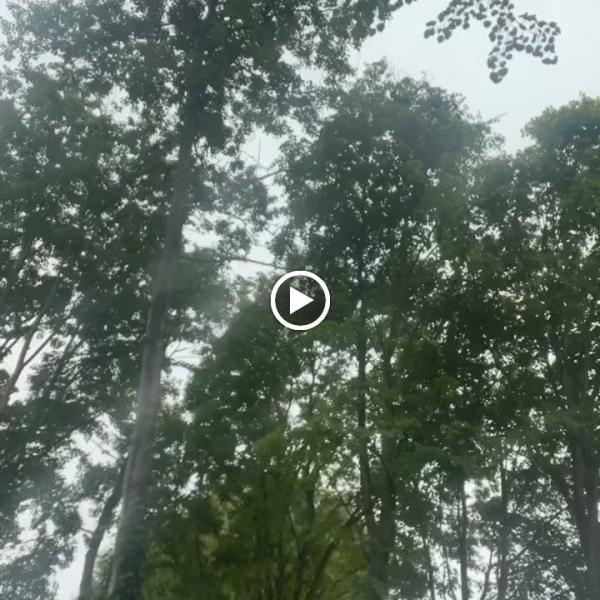 Felds Tree Services North West