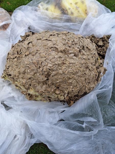 All Seasons Pest Control