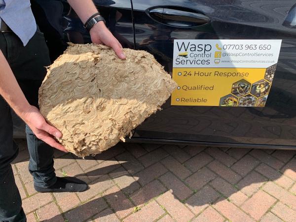 Wasp Control Services