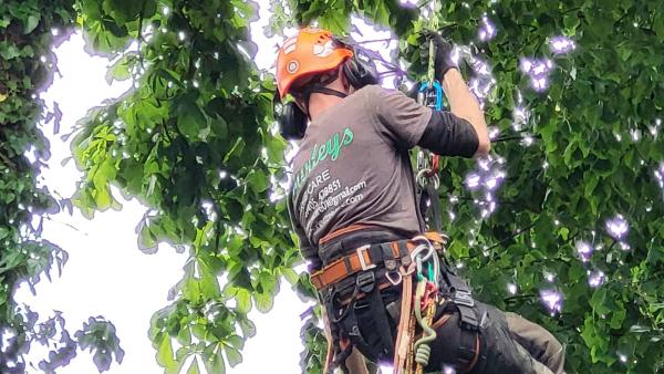 Burleys Tree Care