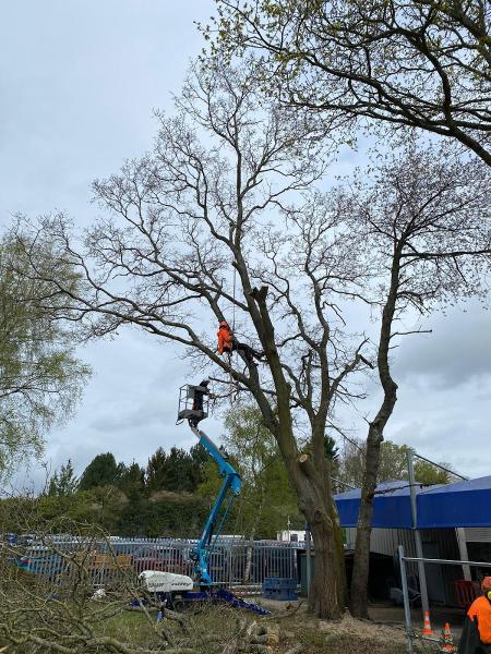 Burleys Tree Care