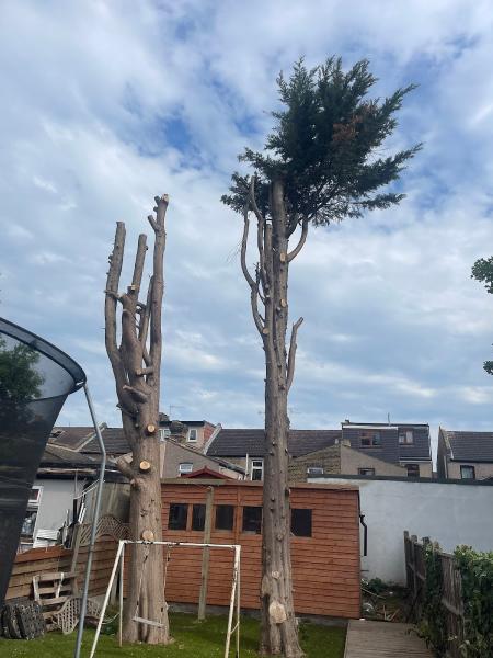 Timber Tree Specialists