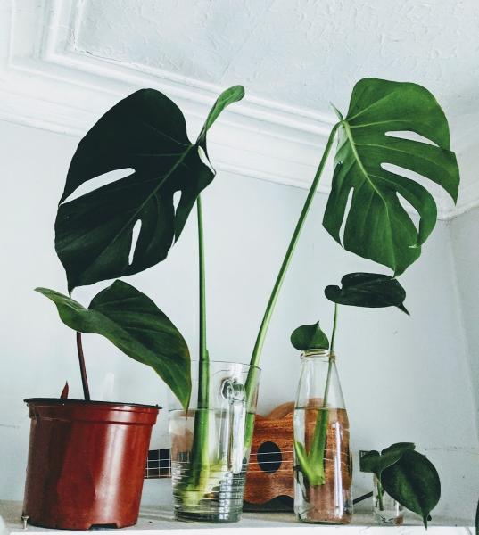 Peace Love and Plants