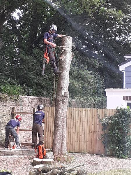 Ironwood Tree Surgery Ltd