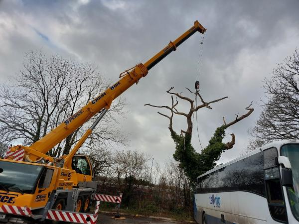 Ashworth Tree and Hedge Services