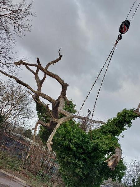 Ashworth Tree and Hedge Services