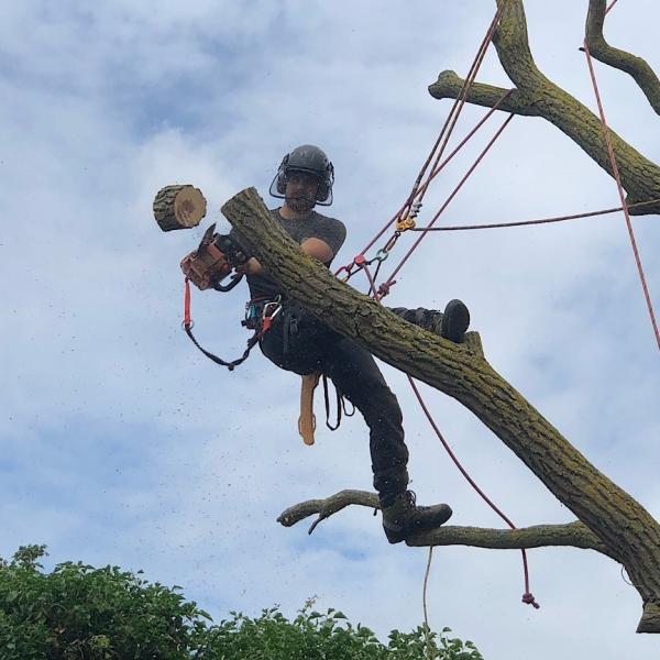 Minters Tree Care