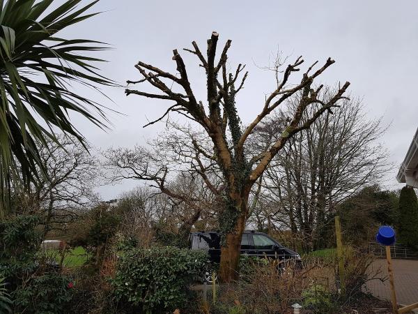 Geoff Ham Tree Services