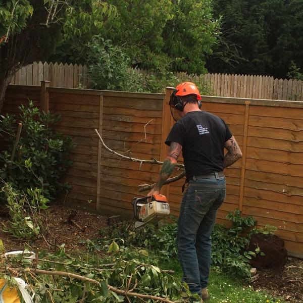 Sean Stockdale: Yorkshire Tree Specialist