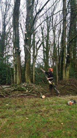 Sean Stockdale: Yorkshire Tree Specialist