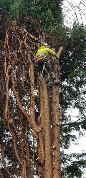 Holly Tree Surgeons Ltd