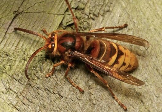 Border Pest Solutions