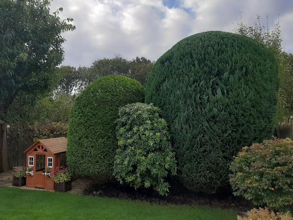 DC Tree Care