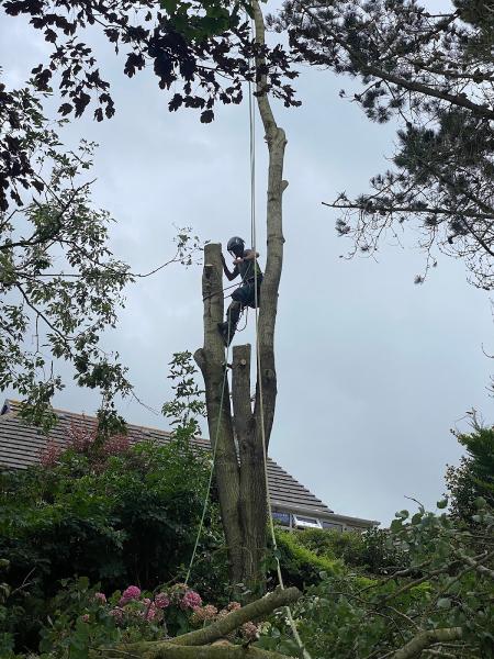 Langleaves Tree Surgery and Consultancy LTD