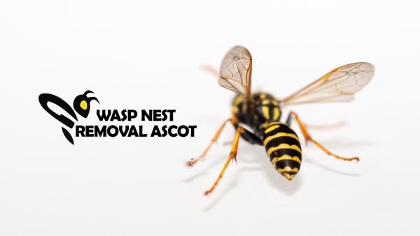 Wasp Nest Removal Ascot