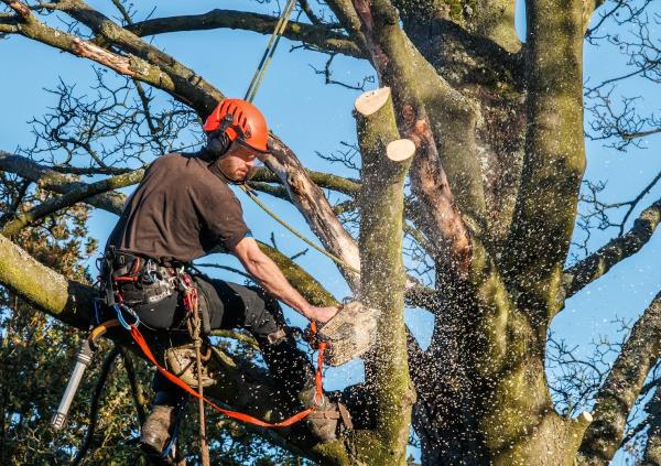 Veteran Tree Surgeons