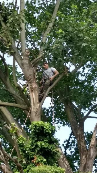 Wildwood Tree Services