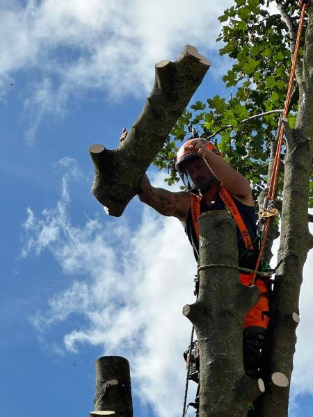 Welton Tree Services