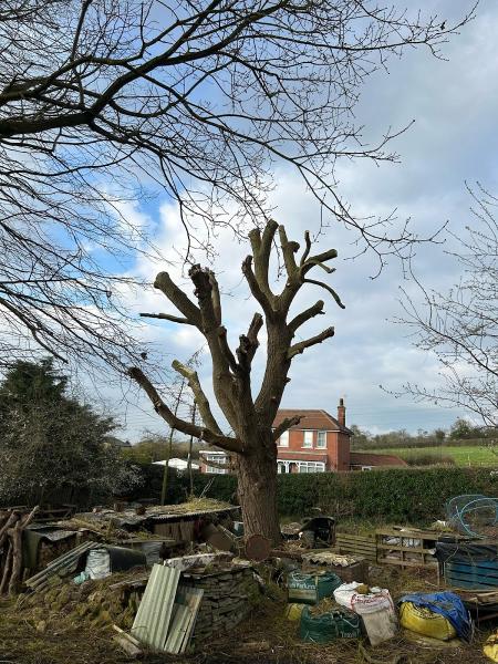 Welton Tree Services