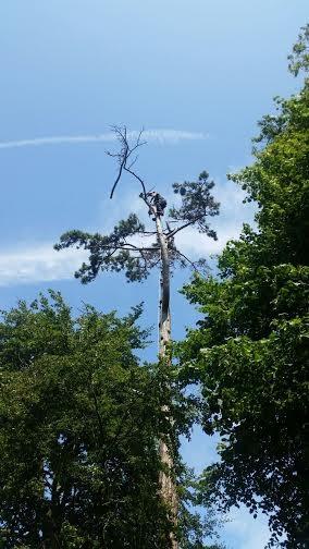 Day Tree Fellers