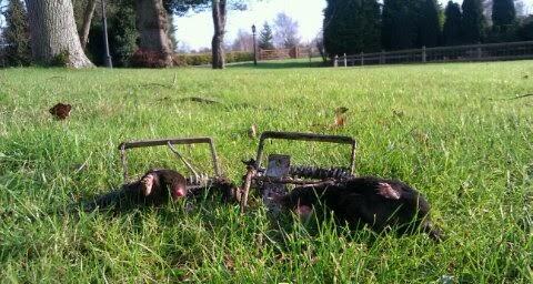 MPC Pest Control Surrey