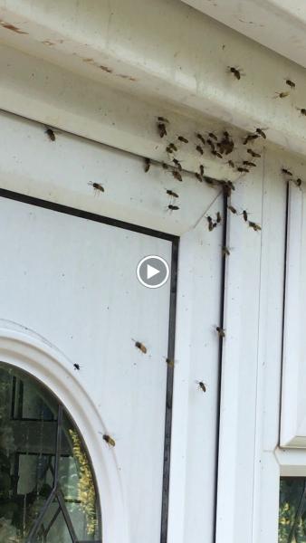 Kent Wasp Removal