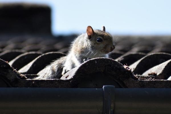 Maidenhead Pest Control Ltd