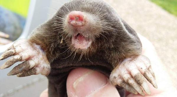 Wandering Critters Pest Control Surrey