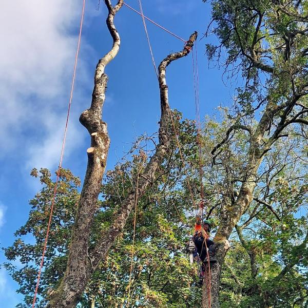 Chris Hill Tree Services Ltd