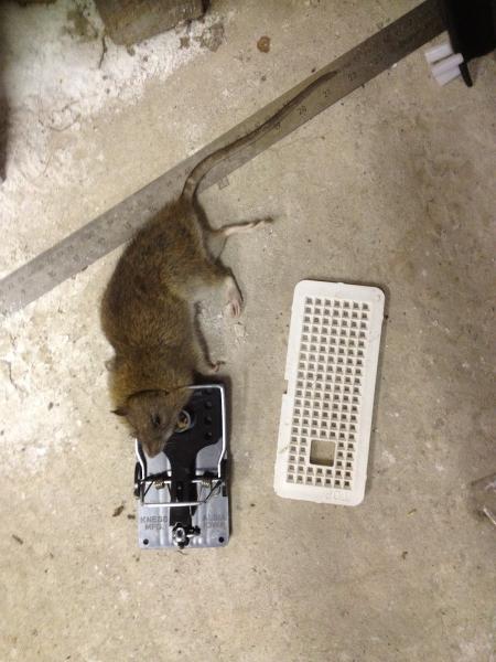 Tameside Pest Control