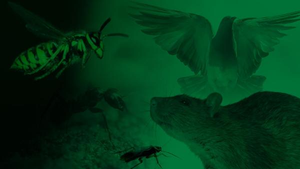 Tameside Pest Control