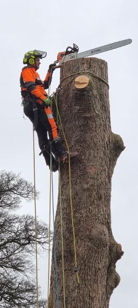 Claymore Tree Surgery