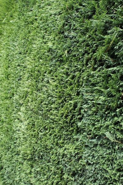 DM Cutting Hedge : Hedge and Grass Cutting Redditch