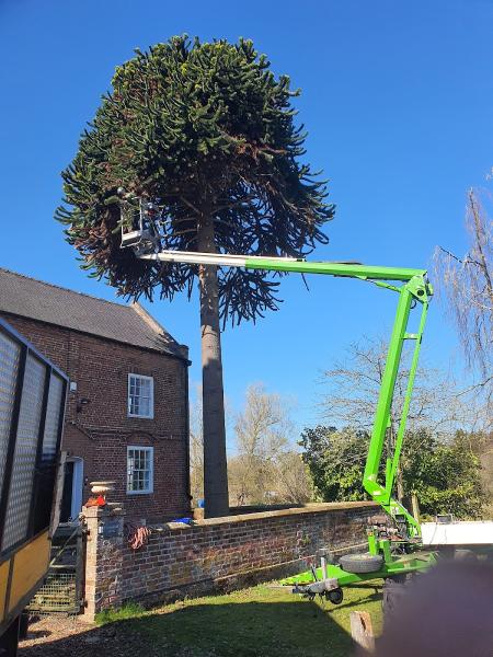 Brewood Tree Services