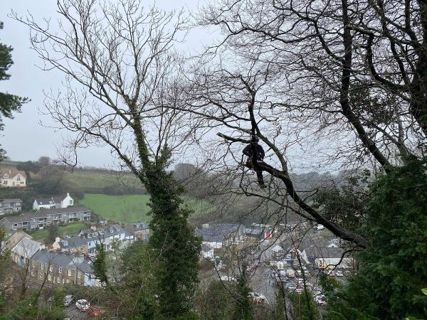 Skywalkers Diligent Tree Services