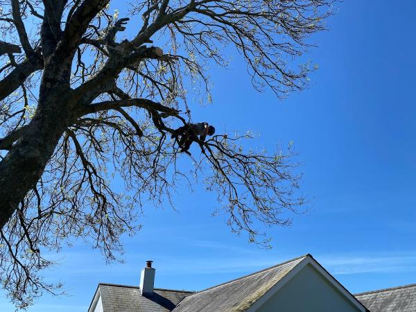 Skywalkers Diligent Tree Services