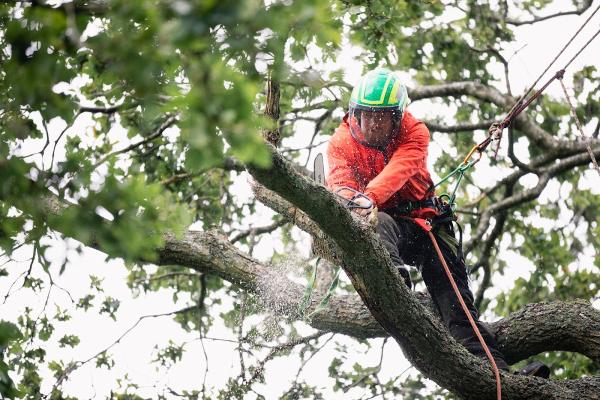 Newcastle Tree Services