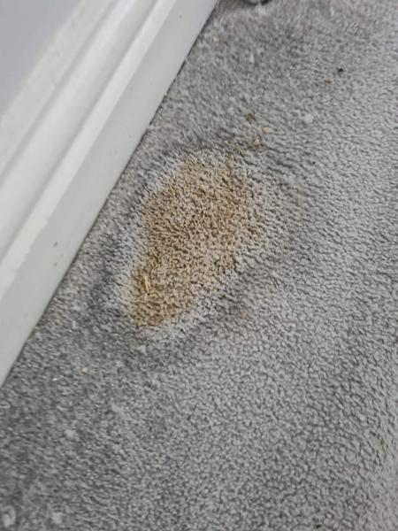 Ultimate Carpet & Sofa Care