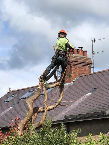 TC Tree Services